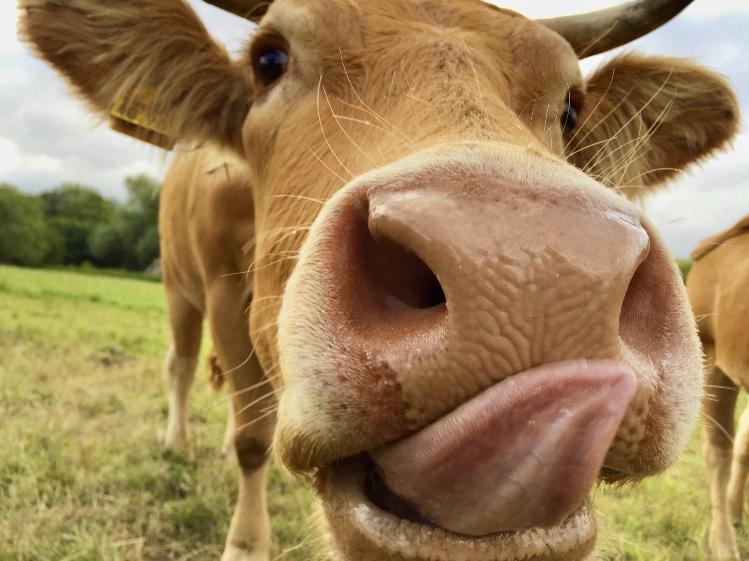 BPF 911 smakenrally Koe